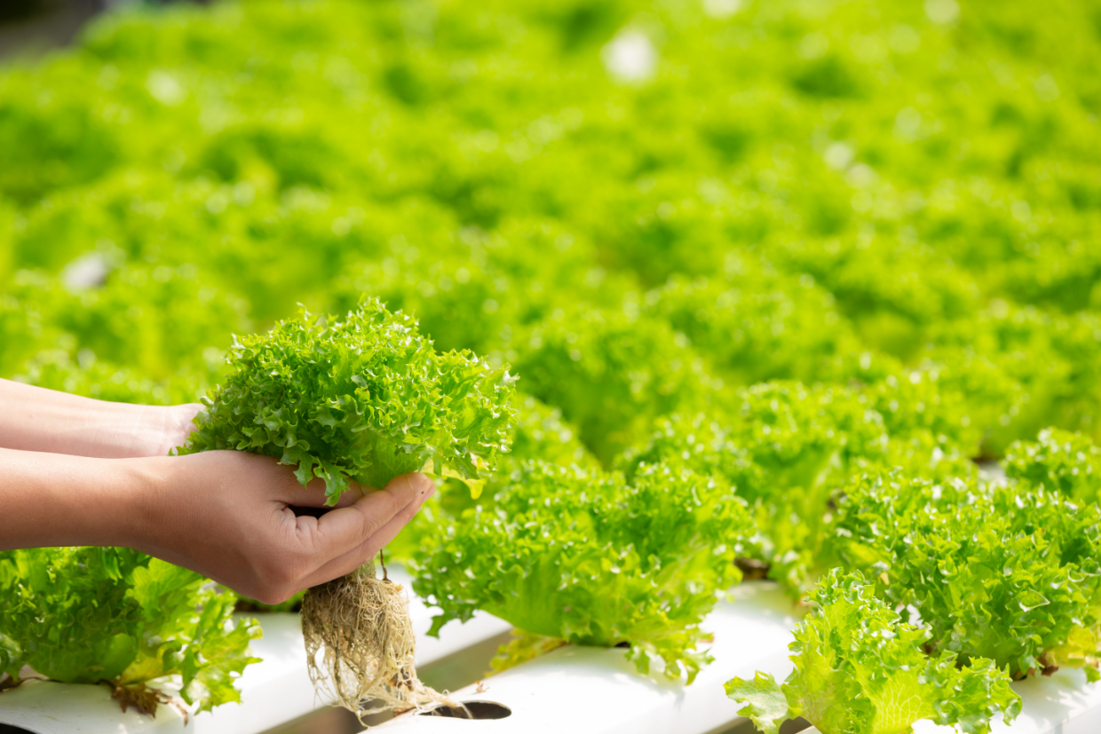 AgriHusta - organic Nitrate Nitrogen NPK fertilizer and Veterinary products