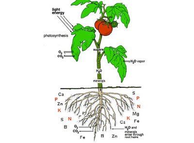 Essential Plant Elements